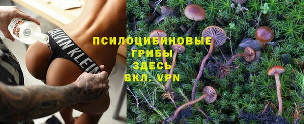 прущие грибы Абаза